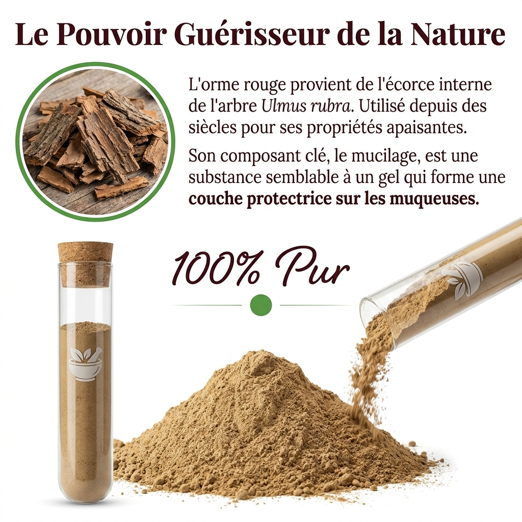 Le pouvoir guérisseur de la nature - Écorce d'Orme Rouge